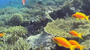 Tropikal bir mercan resifinin nefes kesici güzelliğini tecrübe edin. Parlak turuncu balık sürüleri, muhtemelen antiloplar, çeşitli, gelişen mercan oluşumları arasında şakacı bir şekilde dart atarlar..
