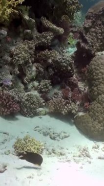 Kızıl Deniz 'in sualtı ekosistemine kısa bir bakış. Renkli mercan oluşumlarına ve güneşli bir öğleden sonra yüzen yalnız bir balığa dikkat edin. Barışçıl, doğal bir ortam görülebilir..