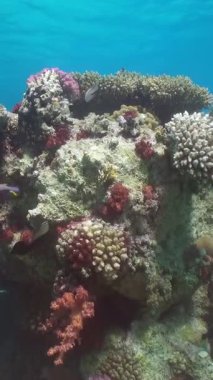 Mercan parlak kırmızı, sarı ve beyaz renkler gösterir. Tropikal balıklar mercanların yanında yüzer. Sualtı ekosistemi Mısır kıyılarındaki Kızıl Deniz 'in sıcak sularında gelişir..
