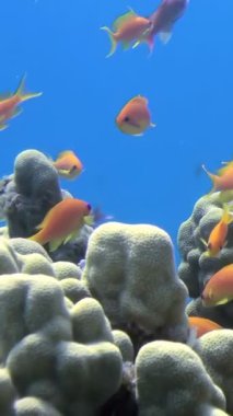 Açık mavi denizde mercanların yakınında yüzen turuncu ve sarı Japon balıklarını gözlemleyin. Temiz su, mercan resifinin etrafında oynayan renkli balıkların görülmesini sağlar..