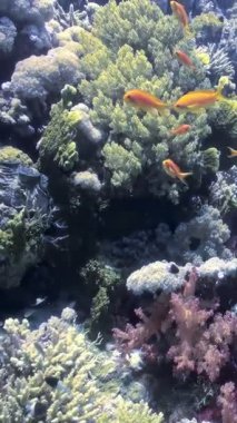 Kızıl Deniz 'deki mercan oluşumları arasında küçük altın balıklar kanat çırpar ve dart oynar. Değişik renklerdeki mercanlar sualtı resiflerini oluşturur ve su canlılarıyla doludur..