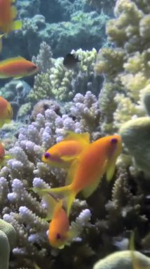 Canlı bir Japon balığı sürüsü, Kızıl Deniz 'in sıcak sularında parlak mercan oluşumları arasında yüzer. Güneş ışığı, sualtındaki evlerini keşfederken balıkların üzerinde dans eder..