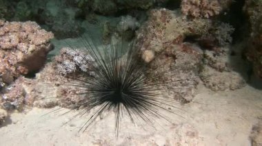 Kızıl Deniz dalışı sırasında yakalanan uzun omurgalı bir deniz kestanesi mercan oluşumları arasında dinleniyor. Koyu dikenleri açık deniz tabanına karşı çarpıcı bir kontrast oluşturuyor..