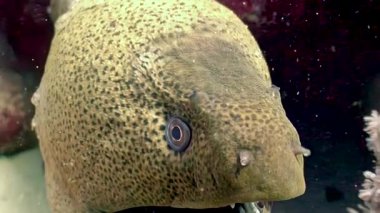 Dev bir yılanbalığı kameraya yakın yüzer, benzersiz desenli derisini gösterir, Mısır kıyılarında, Kızıldeniz 'de. Su altındaki bu güzel yaratığı görüyor musun?.