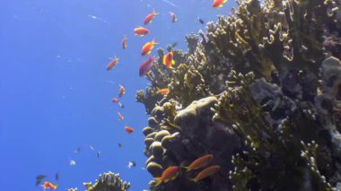 Turuncu balıklar yüzerken ve parlak mercanların yanında oynarken su altı güzelliğini tecrübe edin. Açık bir günde deniz yaşamının yeşerdiği Kızıl Deniz 'in derinliklerine bir göz atın..