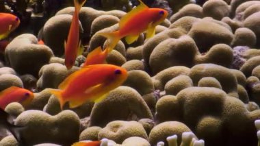 Deniz altınları renkli bir mercan resifinde beyin mercanlarının etrafında yüzerler. Goldie 'ler, doğal ortamlarının sıcak sularında mercan oluşumlarında canlı turuncu ve sarı renkler sergilerler..