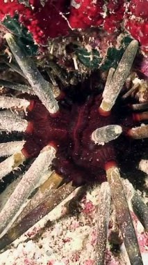 Renkli mercanların arasına yerleşmiş tropikal bir deniz kestanesinin büyüleyici dünyasını keşfedin..