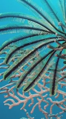 Deniz nilüferlerinin renkli mercanlar arasında zarifçe salındığı ve Filipinler 'in deniz ekosisteminin şaşırtıcı biyolojik çeşitliliğini sergilediği canlı bir sualtı dünyası keşfedin. Okyanusun gerçek mucizesi bekliyor..