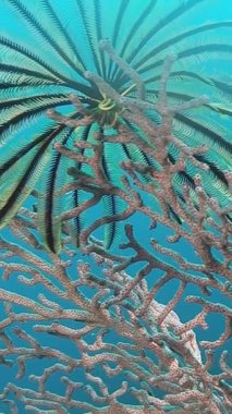 Filipinler 'deki renkli mercan resiflerine tünemiş deniz zambaklarının büyüleyici dünyasını keşfedin. Bu sualtı ortamlarında yetişen deniz yaşamının güzelliğini ve çeşitliliğini gösterin..