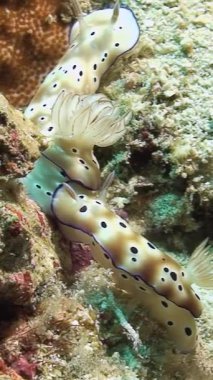 Filipinler 'in el değmemiş su altı krallığındaki canlı mercan yapılarında gezinirken, su altı dallarının büyüleyici balesini izleyin. Bu görünmeyen bir dünya..