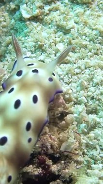 Bir Dusky Nudibrandı, ya da Goniobranchus Kuniei, Filipinler 'de Anilao, Batangas yakınlarındaki kumlu deniz tabanında gün ışığında zarifçe gezinir..
