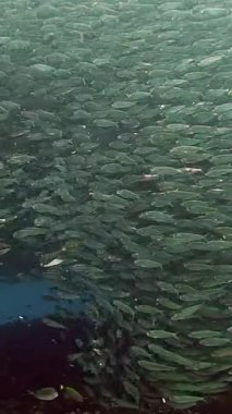 Büyüleyici bir sardalya sürüsünün Filipinler 'de zarif bir şekilde su altında dans edişini izleyin..