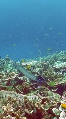 Filipinler 'de büyüleyici bir manzara gözler önüne seriliyor. Bir sardalya sürüsü yüzeyin altında dans ediyor. Bu sualtı cennetinde hayat ve renklerle dolu büyüleyici bir mercan resifinde dokuyor..