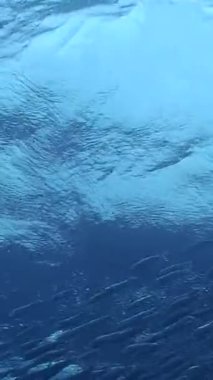 Filipinler 'in büyüleyici sualtı dünyasına dalın. Orada muhteşem bir sardalya sürüsü mercan resiflerinde zarifçe dolaşır ve doğal ortamındaki deniz yaşamının güzelliğini gösterir..