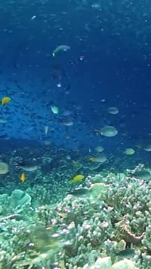 Filipinler 'in yüzeyinin altında hareketli bir ton balığı sürüsü zarif bir şekilde berrak sularda süzülüyor. Renkli balıklar çarpıcı mercanların etrafına dart atarak canlı bir sualtı cenneti yaratıyor..