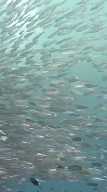 Filipinler 'in berrak sularında zahmetsizce süzülen uçsuz bucaksız bir ton balığının çarpıcı güzelliğini deneyimlemek, canlı bir sualtı cennetinde deniz yaşamının harikalarını sergilemek..