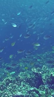 Filipinler 'in büyüleyici sualtı dünyasına dalın. Canlı bir tonbalığı sürüsü renkli mercanların arasında zarifçe süzülür ve kristal berrak sularda deniz yaşamının güzelliğini gösterir..