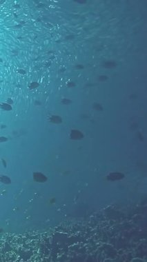 Filipinler 'in berrak sularında süzülen bir ton balığı sürüsünün büyüleyici hareketine tanık olun. Sualtı manzarası, deniz biyolojik çeşitliliğine çarpıcı bir bakış sunarak yaşamla kaynıyor..