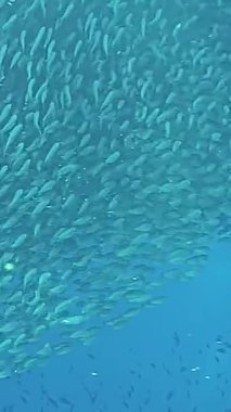 Filipinler 'i çevreleyen turkuaz denizde süzülen devasa bir ton balığı sürüsü doğal ortamındaki deniz yaşamının güzelliğini gözler önüne sererken canlı sualtı dünyasına dalın..