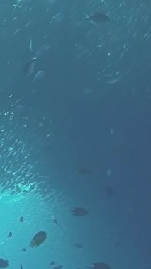 Filipinler 'in çarpıcı sualtı dünyasında gezinen canlı bir ton balığı sürüsünün büyüleyici hareketine tanık olun. Titreyen okyanus derinlikleri zarif dansları için nefes kesici bir zemin oluşturur..