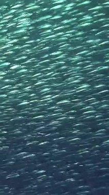 Filipinler 'in canlı sualtı dünyasına dalın, orada muhteşem bir ton balığı sürüsü parıldayan mavi sularda zarifçe hareket eder, doğal yaşam alanlarındaki deniz yaşamının güzelliğini gösterir..