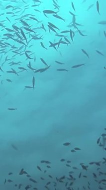 Filipinler 'in berrak turkuaz sularında zarif bir şekilde süzülen büyük bir ton balığı sürüsünün büyüleyici hareketine tanık olun. Bu çarpıcı deniz ekosisteminin zengin biyolojik çeşitliliğini gözler önüne seriyor..