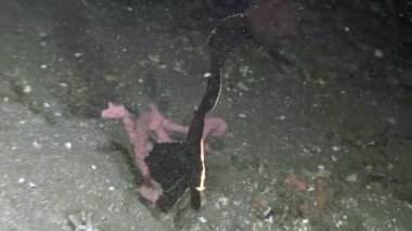 Bir deniz yarasası okyanus tabanında yumuşak pembe mercanların yanında hareket ederken derinlikleri keşfedin. Bu gizemli yaratık deniz tabanında yürümek için yüzgeçlerini kullanıyor. Deniz yaşamına bir bakış..