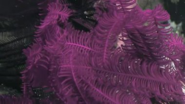 Pembe bir deniz zambağı sualtı dünyasında zarafetle sallanıyor. Güzel yaratık, Filipinler 'in yakınlarındaki okyanus tabanında yaşıyor..