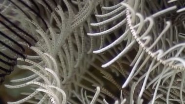 Zarif deniz zambağı okyanus tabanında hafifçe sallanıyor. Filipinler 'in güzel su altı ekosistemini keşfedin.