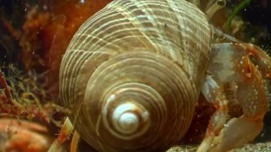 Sualtı kerevitleri, kanserli münzevi kabuğunun içinde teselli bulur. Kerevit kanseri keşişinin uyum sağlayabilirliği su ortamının değişen koşullarında zarifçe yol almasını sağlar. Beyaz Deniz.