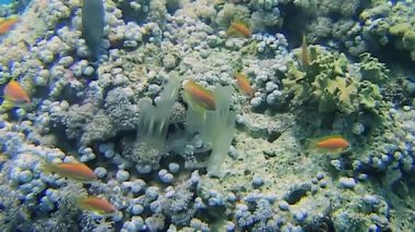 Kızıl Deniz 'deki renkli deniz canlılarının arasına yerleşmiş büyüleyici bir deniz fışkırtması olan Clavelina lepadiforis' in karmaşık dünyasını keşfedin. Doğal ortamında gelişen bu su altı mucizesinin güzelliğine tanık olun..