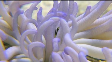 Palyaço balığı ve güzel Anemone Macrodactyla doreensis arasındaki büyüleyici etkileşimi gözlemleyin. Bu büyüleyici ilişki, Kızıl Deniz 'in canlı resifleri arasında gelişerek doğanın sanatını gözler önüne seriyor..