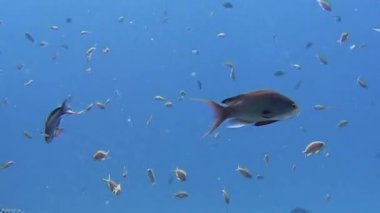 Sakin yüzeyin altında, parlak mavi okyanusta renkli balık dizisi süzülür. Okullar, çarpıcı deniz ekosisteminde doğanın güzelliğini ve ahengini göstererek uyum içinde kıvrılır ve döner..