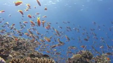 Renkli balık sürülerinin berrak mavi okyanus ortamında canlı mercan oluşumları arasında zarifçe yüzdüğü ve deniz yaşamının güzelliğini gösteren canlı sualtı dünyasını keşfedin..