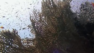 Büyüleyici sualtı dünyasına dalın. Orada çeşitli balıklar gelişen mercan resifleri etrafında süzülür. Deniz yaşamının uyumuna tanık olun. Güneş ışığı suyun içinden süzülerek büyüleyici doğal bir manzara yaratıyor..