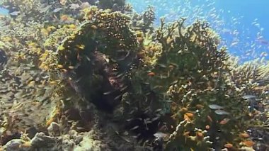 Tropikal balık ve deniz canlılarıyla dolu canlı mercan resiflerini keşfedin. Mercan oluşumlarının parlak renkleri sualtı canlılarının hareketli aktiviteleri arasında çarpıcı bir zemin oluşturur..