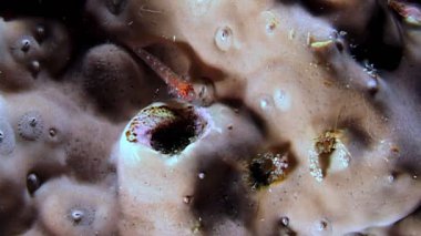 Küçük yengeçler, karidesler ve diğer küçük kabuklular mercan yuvalarının karmaşık ekosisteminde gezinirler. Su altı resif topluluğunda besin ve sığınak arıyorlar..