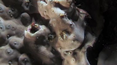 Mercan resiflerinin gizli dünyasını keşfedin. Küçük yengeçler, karidesler ve diğer küçük kabuklular bu karmaşık ekosistemi keşfeder, yiyecek arar ve barınak ararlar..