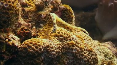 Ejderha Surat Boru Balığı kendini mercan resiflerine karşı ustalıkla kamufle eder. Yavaş hareket eder ve Papua Yeni Gine 'deki yaşam alanının dokuları ve renkleriyle mükemmel bir şekilde harmanlanır..