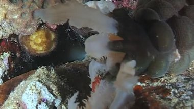 Geceleri, bir Eupata godeffroyi deniz hıyarı mercan resifinin yakınında beslenmek için dokunaçlarını kullanır. Bu deniz hıyarı Papua Yeni Gine ve Endonezya yakınlarında yaşar..