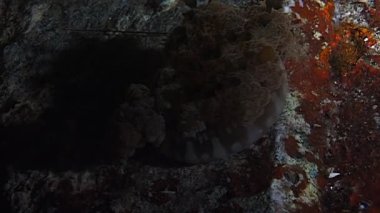 Derinliklere dalın ve Papua Yeni Gine yakınlarındaki kayalıkların arasında yaşayan büyüleyici Crown Denizanasına tanık olun. Benzersiz güzelliklerini keşfedin ve doğal ortamlarını gözlemleyin..