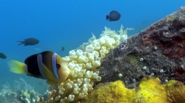 Canlı bir palyaço balığı, açık mavi denizde Anemone 'unun etrafında neşeyle yüzerek sualtı dünyasını keşfeder. Renkli bir simbiyotik ilişki dalgaların altında gelişir..
