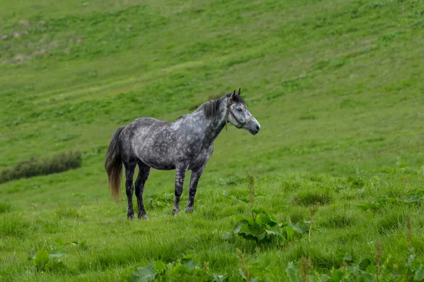 Kuda Berbintik Abu Abu Dengan Surai Pendek Berdiri Merumput Bukit — Stok Foto