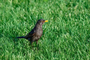 Meraklı genç sığırcık yeşil bir çayırda.
