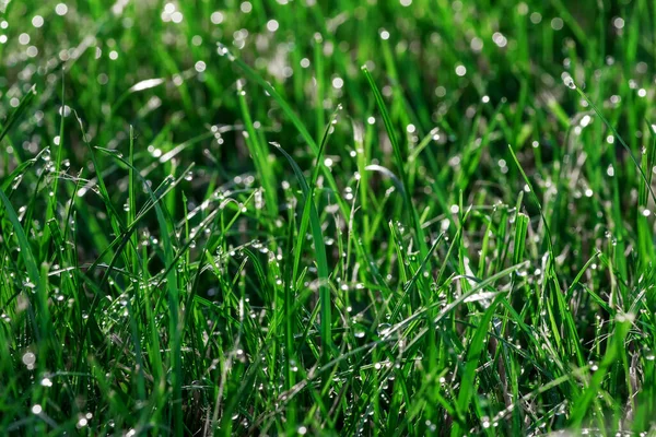 Hierba Verde Con Gotas Rocío Iluminadas Por Luz Del Sol — Foto de Stock