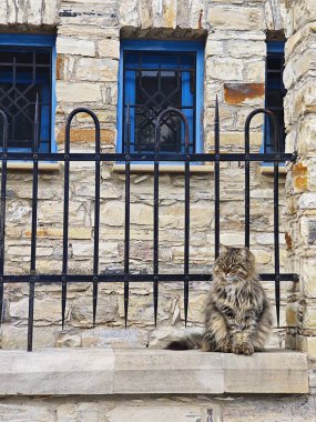 Taş Duvardaki Yumuşak Kedi