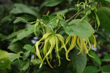 Küçük bir daldaki güzel kokulu Ylang ylang çiçeğinin sanatsal bir görüntüsü. Görüntü, sığ bir alan derinliği ile ustalıkla çekilir. Çiçeklerin narin biçimini ve güzel rengini vurgular. Bu arada rüya gibi, odak dışı bir arkaplan oluşturur..