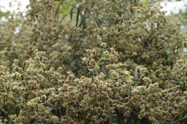 Bilimsel adı Anaphalis Javanica olan Cava Edelweiss 'in narin çiçeklerinin yakın plan fotoğrafı. Görüntü, merkezi kümeye keskin bir odaklanmayla sığ bir alan derinliği kullanır..