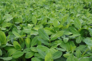 Arachis hipogaea bitkisinin canlı yeşil yapraklarının makro bir fotoğrafı. Görüntü, yer fıstığı bitkisinin yapraklarını sığ bir alan derinliğiyle yakalıyor..