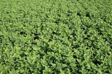 Fıstık tarlası manzarasının detaylı bir fotoğrafı. Arachis 'in hipogaea bitkilerinin yoğun bir örtüsünü gösteriyor. Görüntü, ön planda keskin bir odak ile bir tepe açısı kullanır ve tüm alan boyunca derinlik yaratır.